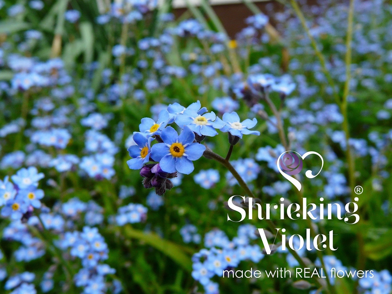Shrieking Violet Real Flower Forget Me Not Silver Pendant FP02