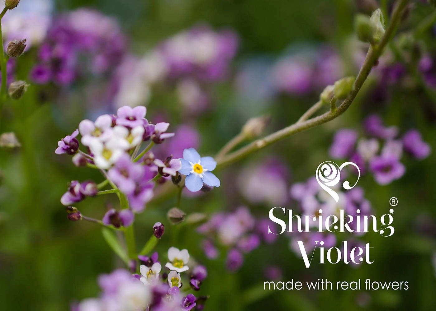 Shrieking Violet Real Flower Purple Haze Silver Pendant BLP06